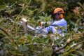 ბენზოხერხი STIHL MS 194 T - Image 3